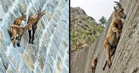 goat go to anything